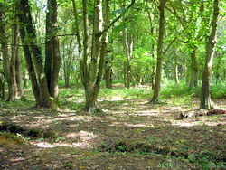 Sep 2013: 1A woodland